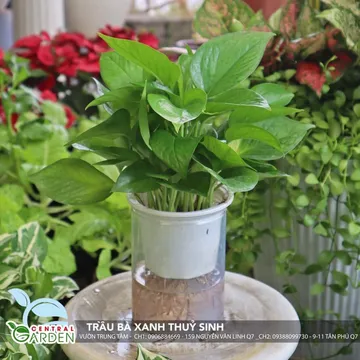 Trầu Bà Xanh Thủy Sinh