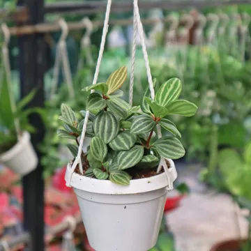 Hột xoàn treo nhỏ (Peperomia Puteolata Parallel)