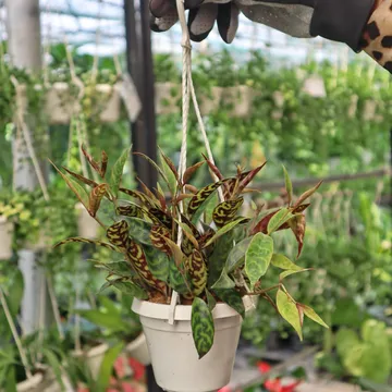 Mắt nai treo nhỏ (Aeschynanthus Marmoratus)