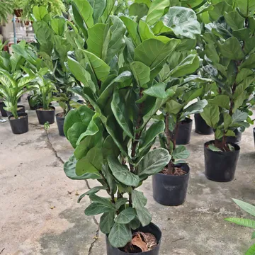 BÀNG SINGAPORE NHIỀU NHÁNH 1M6
