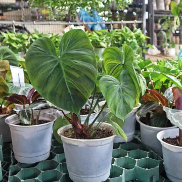 TRẦU BÀ NHUNG El ChocoRed