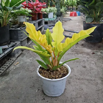 Cung đàn vàng (Philodendron Golden Saw)