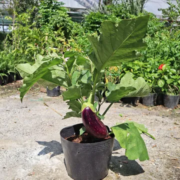 Cà Tím (Eggplant)