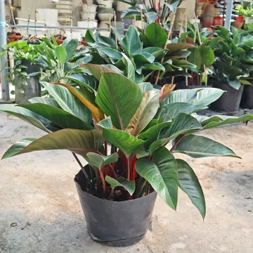 ĐẾ VƯƠNG NÂU 3 THÂN
