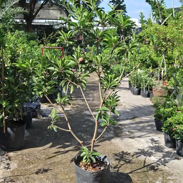 LỒNG MỨT NHỎ SAPOTE