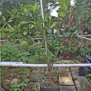 BƯỞI