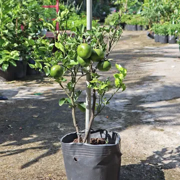 QUÝT HỒNG