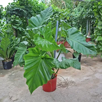 TRẦU BÀ SUBIN TRUNG