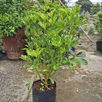 NGŨ GIA BÌ SCHEFFLERA ARBORICOLA