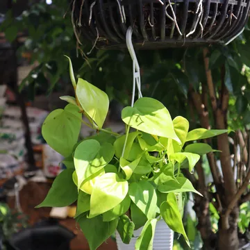 TRẦU BÀ TIM VÀNG TREO NHỎ