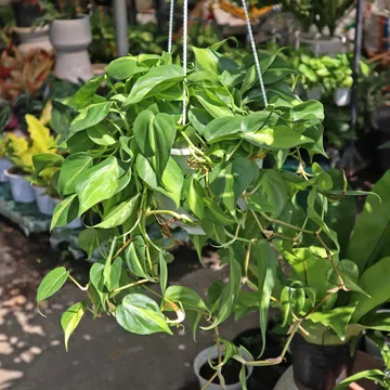 TRẦU BÀ BRAZIL TREO LỚN