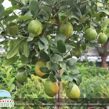 CHANH VÀNG MỸ THÂN GỖ DÁNG TREE