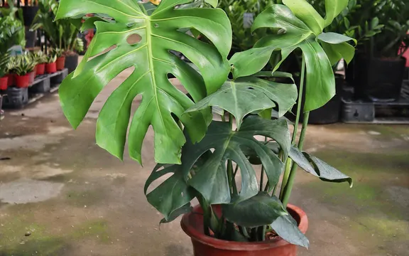 Công dụng, cách chăm sóc Trầu Bà lá xẻ