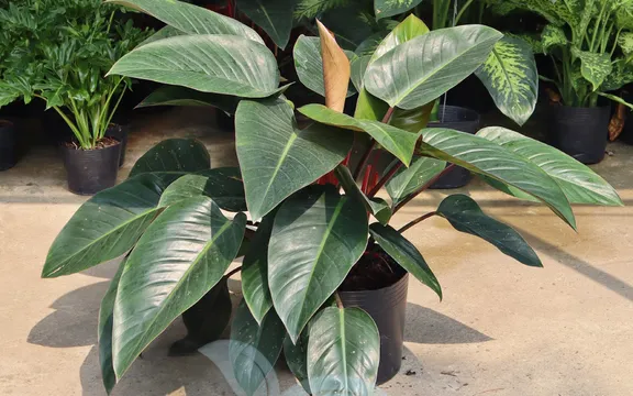 Trầu Bà Đế Vương (Philodendron sp)