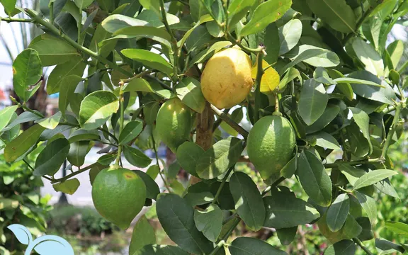 CHANH VÀNG MỸ THÂN GỐ DÁNG TREE