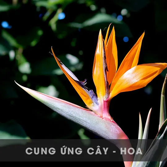 CUNG ỨNG CÂY - HOA CÁC LOẠI