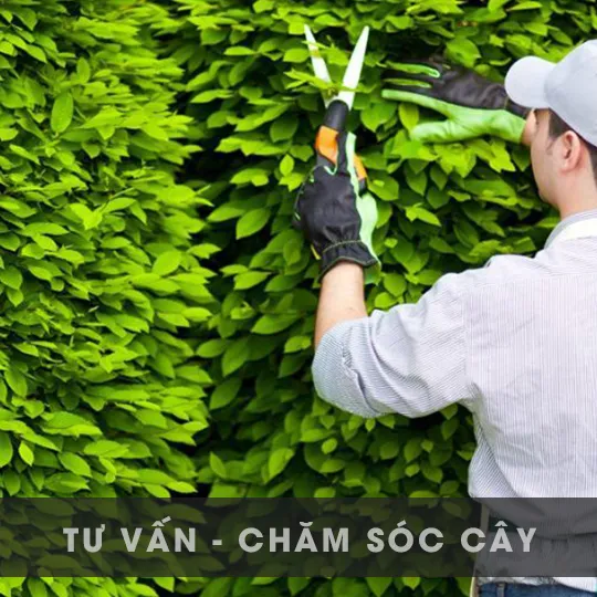 TƯ VẤN - CHĂM SÓC CÂY