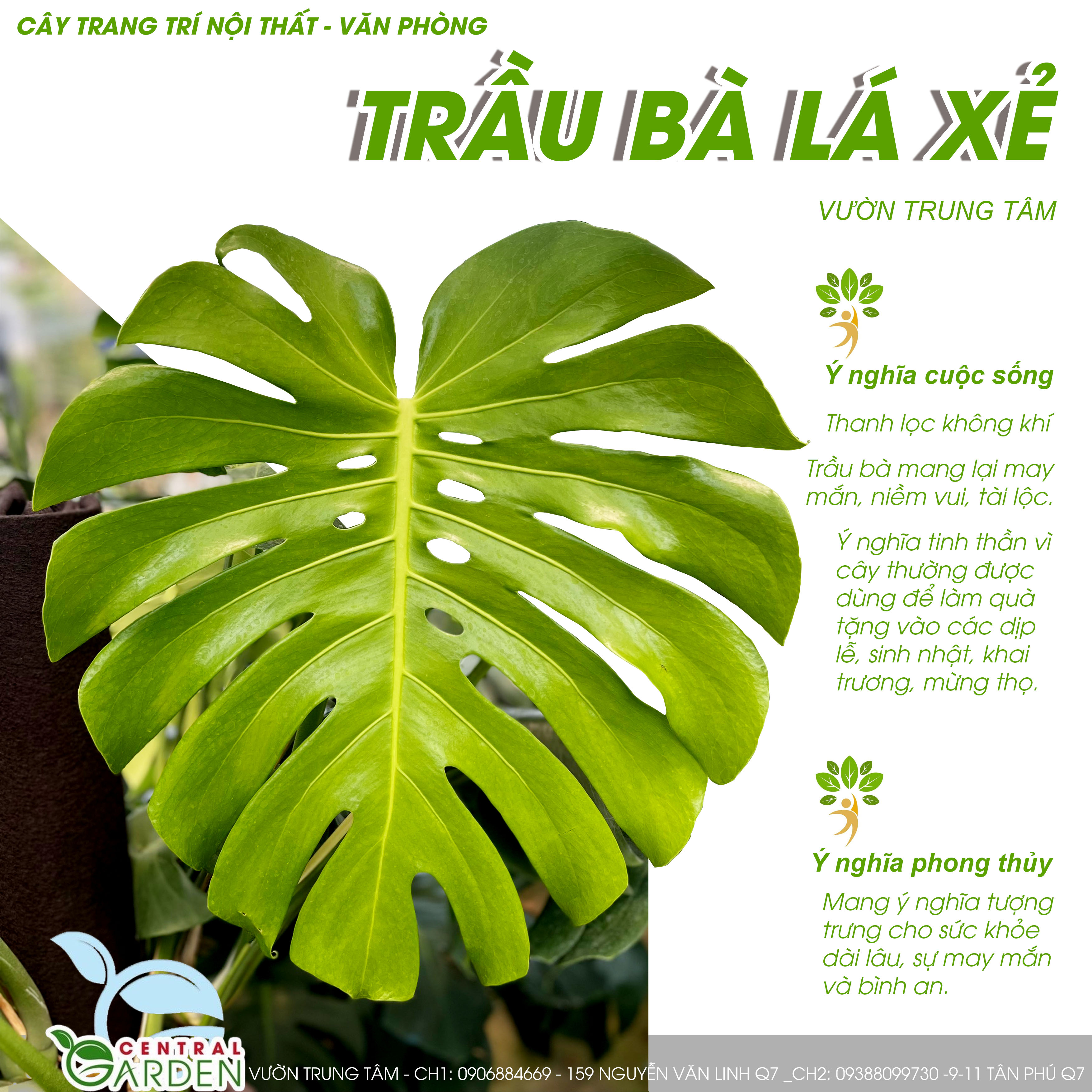 Trầu Bà Lá Xẻ Leo Cột