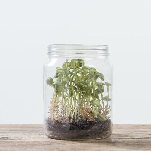 binh thuy tinh trong cay binh thuy tinh trong cay