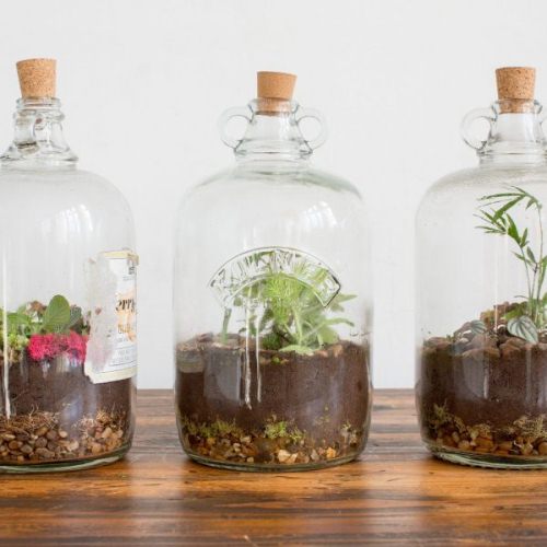 binh thuy tinh trong cay binh thuy tinh trong cay