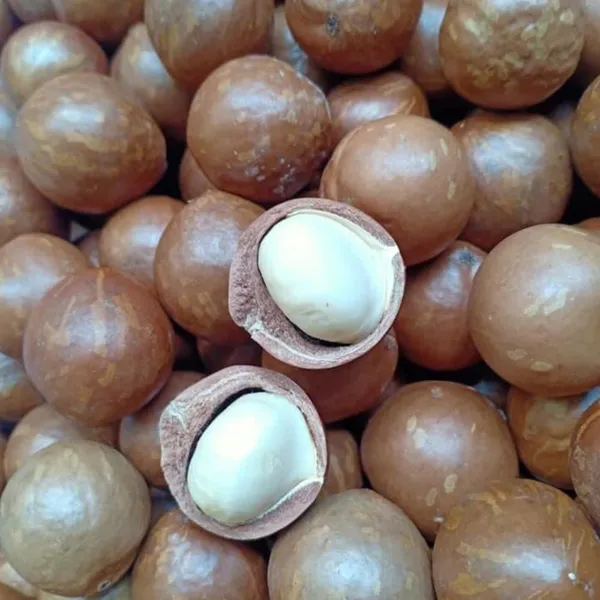 Macca loại 2 và 5 cách chế biến thơm ngon dinh dưỡng.