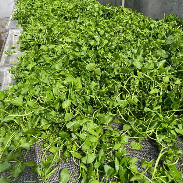 Bột Đậu Xanh Rau Má – Thức uống thanh mát, bổ dưỡng từ thiên nhiên 🌿