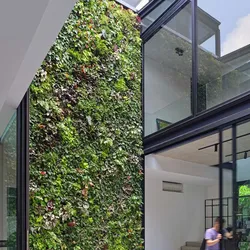 Tường cỏ Tai chuột