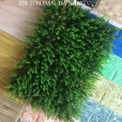 Cỏ Tai Chuột 0945127747