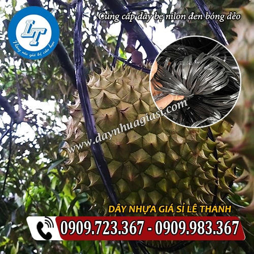dây bẹ nilon đen bóng cột trái sầu riêng dây bẹ nilon đen bóng cột trái sầu riêng
