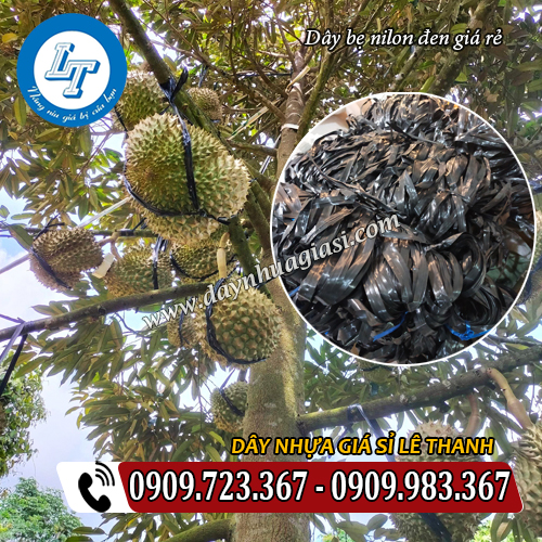 dây bẹ đen giá rẻ neo cột trái dây bẹ đen giá rẻ neo cột trái