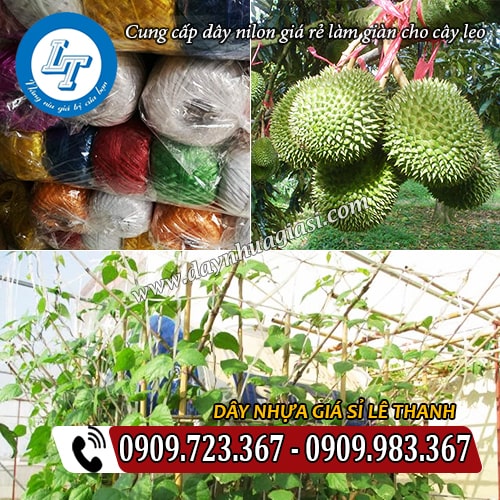 nơi bán dây nilon làm giàn cho cây leo giá rẻ nơi bán dây nilon làm giàn cho cây leo giá rẻ