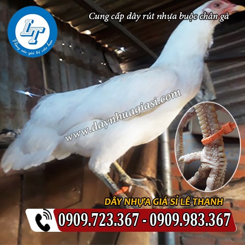 cung cấp dây rút nhựa giá rẻ buộc chân gà cung cấp dây rút nhựa giá rẻ buộc chân gà