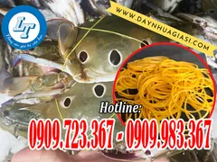 Chuyên cung cấp dây thun cột ghẹ giá rẻ nhất