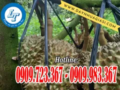 Dây nilon cột cành sầu riêng giá rẻ sẵn kho