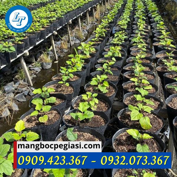 Chậu nhựa trồng cây tại nhà vườn Chậu nhựa trồng cây tại nhà vườn