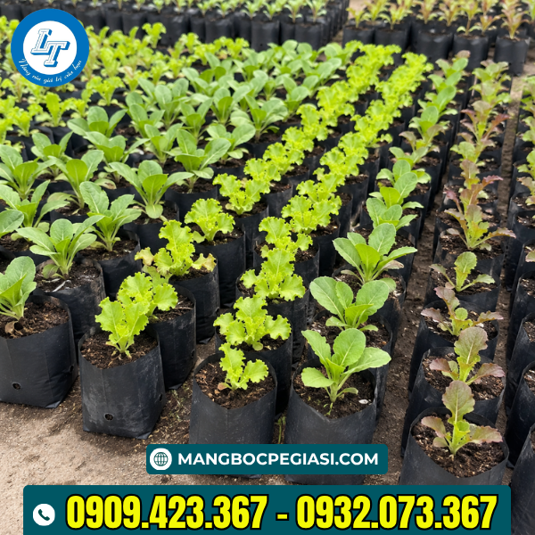 Túi bầu ươm cây rau giống tốt tươi Túi bầu ươm cây giống