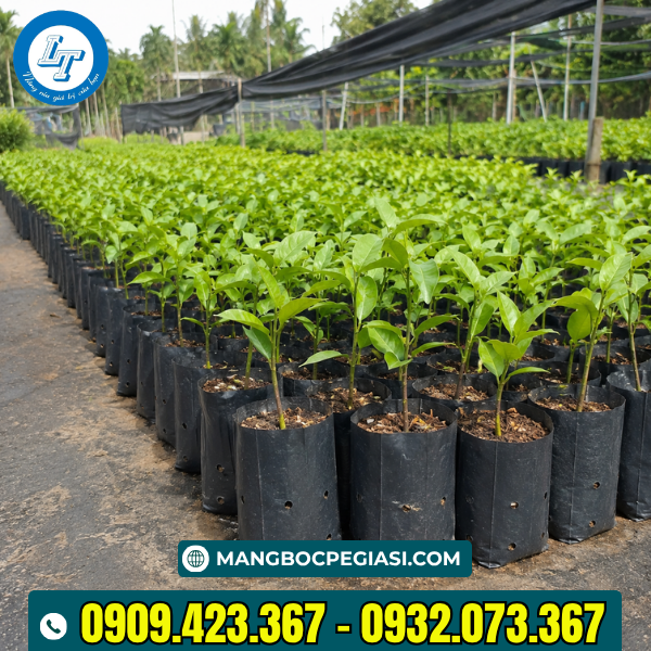 Túi bầu ươm cây giống tại vườn Túi bầu ươm cây giống