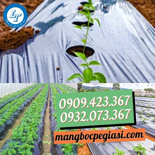 Màng phủ nông nghiệp trồng cây Màng phủ nông nghiệp trồng cây