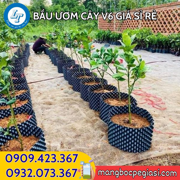 Bầu ươm cây V6 trồng cây phát triển tốt Bầu ươm cây V6