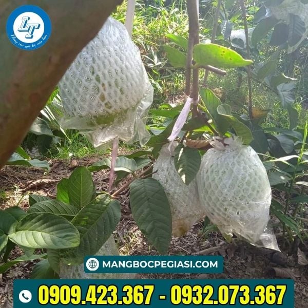 Xốp bọc ổi mang lại năng suất chất lượng đồng đều cho quả