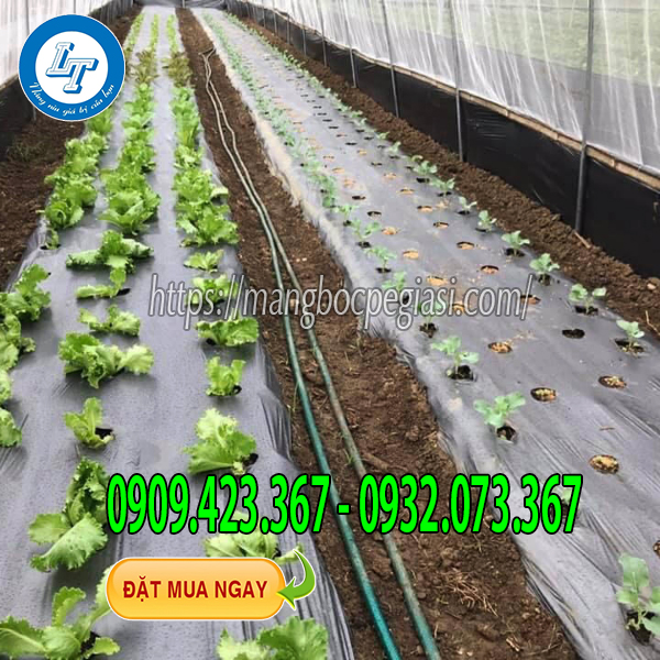Màng phủ nông nghiệp phủ đất trồng rau Màng phủ nông nghiệp phủ đất trồng rau