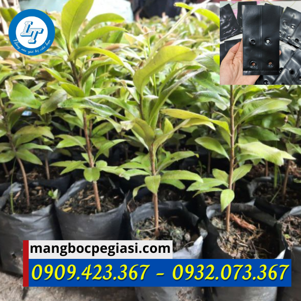 Túi bầu ươm cây tại nhà vườn Túi bầu ươm cây