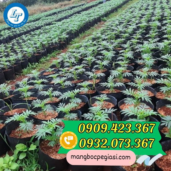 Chậu nhựa trồng cây tết Chậu nhựa trồng cây tết