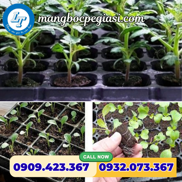 Khay ươm hạt giống phát triển khỏe mạnh Khay ươm hạt giống