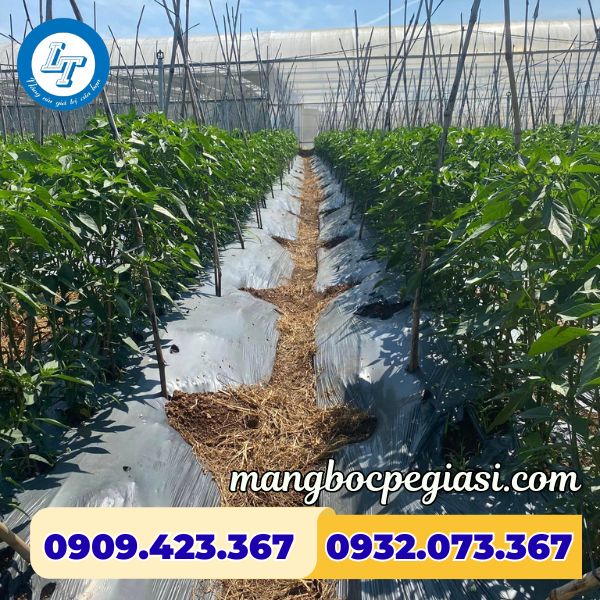 Ứng dụng Màng phủ nông nghiệp mặt đen mặt bạc Màng phủ nông nghiệp