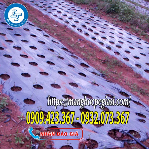 Màng phủ nông nghiệp đục lỗ Màng phủ nông nghiệp đục lỗ