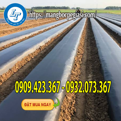 Màng phủ đát trông diện tích lớn Màng phủ đát trông diện tích lớn