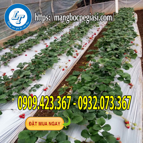 Màng phủ nông nghiệp có bạc phản quang Màng phủ nông nghiệp có bạc phản quang