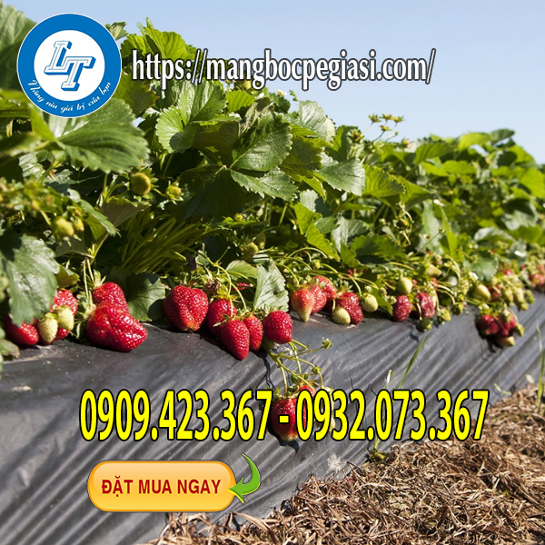 Mầng phủ nilon trồng dâu tây mang lại năng suất cao Mầng phủ nilon trồng dâu tây mang lại năng suất cao
