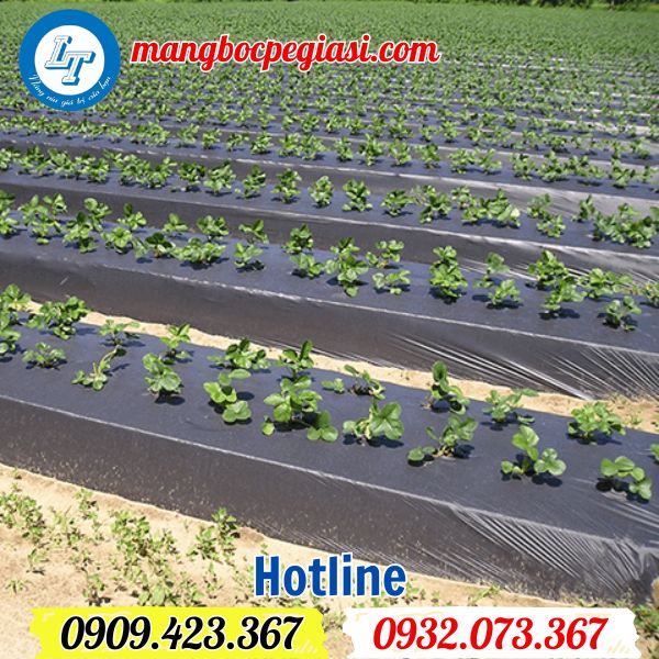 bao nhiêu tiền 1 cuộn màng phủ nông nghiệp màu đen bao nhiêu tiền 1 cuộn màng phủ nông nghiệp màu đen